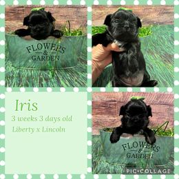 Iris - Black female Shih Tzu puppy in Beatrice, Nebraska from I Shih Tzu Not Puppies