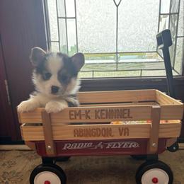 Teal Collar - Black and tan female Pembroke Welsh Corgi puppy in Abingdon, Virginia from Em-K Kennels