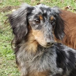 Dachshunds from Whittier's Dachshunds