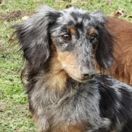Dachshunds from Whittier's Dachshunds