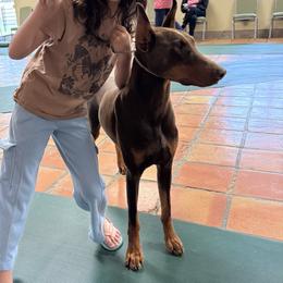 Doberman Pinscher puppies from Indah Lux Dobermans