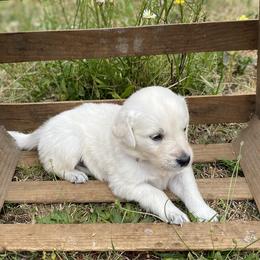 Light Purple - Light golden female Golden Retriever puppy in Silverton, Oregon from Silver Morning Farm