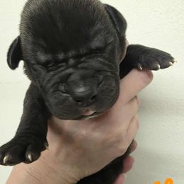 Orange collar male - Black male Boerboel puppy in Rockford, Illinois from Adoraboerboels