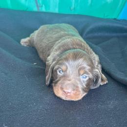Hersey - Chocolate and tan male Dachshund puppy in Hawley, Texas from Foxy’s Dachshunds & Toy Aussies