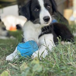 English Shepherd Puppies from Organic Heritage English Shepherds