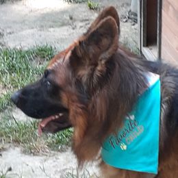 Rocket - German Shepherd