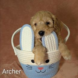 Archer - Golden male Cockapoo puppy in Sunset, Louisiana from Cano Cockapoos