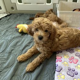 Goldendoodle Puppies from Miss Cindy’s Doodles