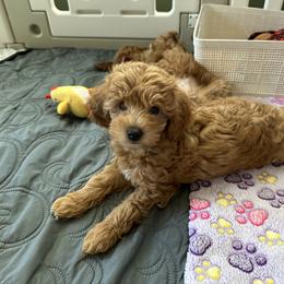 Goldendoodle Puppies from Miss Cindy’s Doodles