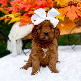 Georgia - Red female Cavapoo puppy in North Carolina from NC Doodle Puppies