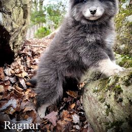 Pomsky Puppies from Blue Ridge Pomsky