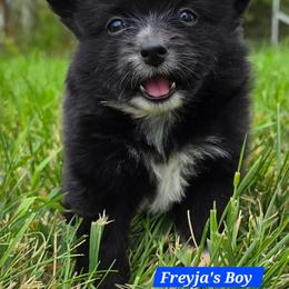 Boy 1 - Black and white male Companion Cross puppy in Davenport, Washington from Lovely Ladies and Little Asses Miniature Equines (L3A Pomeranians & Papillons)
