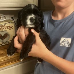 Girl 1 - Black and white female Cocker Spaniel puppy in Montalba, Texas from 4D