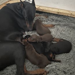 Doberman Pinscher Puppies from Pamela Nachel
