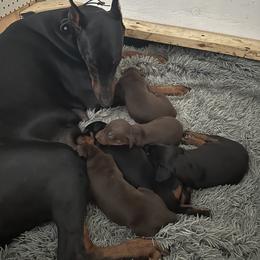 Doberman Pinscher Puppies from Pamela Nachel