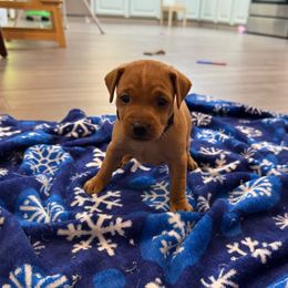 Video Riley - Red Miniature Pinscher puppy in Eatonton, Georgia from TNT Puppies