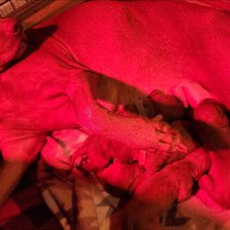 Female 1 - Golden rust female Vizsla puppy in Beeville, Texas from CW Legacy Vizslas