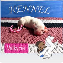 Dogo Argentino Puppies from Savs_sk9
