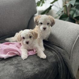 Chinese Crested Puppies from Rose’s Chinese Cresteds