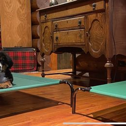 Bernese Mountain Dog Puppies from Lonesome Pine Farm