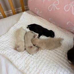 Chihuahua puppies from Petits Chihuahuas
