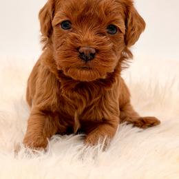 Apricot - Apricot female Cavapoo puppy in Pentwater, Michigan from Dumaw Creeks Pups