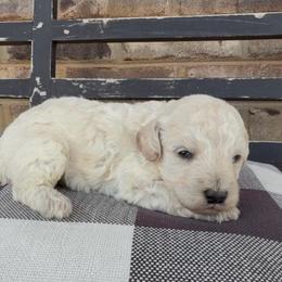 MMs 2300 Valentines Special - White female Sheepadoodle puppy in Cartersville, Georgia from Simply Blessed Doodles