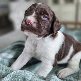 Ash - Liver and white male Brittany puppy in Alma, Georgia from Edenbright Brittanys