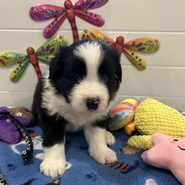 Black  collar boy - Black and white male Border Collie puppy in Litchfield Park, Arizona from Dragonfly BC Puppies (Champion Lineage)