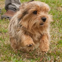 Norwich Terriers and Soft Coated Wheaten Terriers from Shakira Kennels