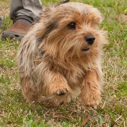 Norwich Terriers and Soft Coated Wheaten Terriers from Shakira Kennels