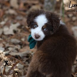 Australian Shepherd, Miniature American Shepherd, Miniature Australian Shepherd, and Toy Australian Shepherd Puppies from TK Standard, Mini, & Toy Aussies