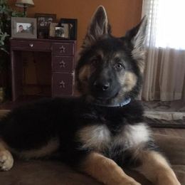 German Shepherd and Mastiff All Grown Up from Sherry Weber