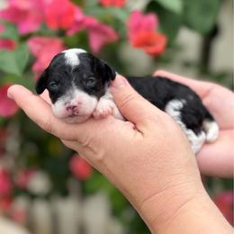 Domino - Parti male Poodle puppy in Wharton, Texas from In the Red Poodles