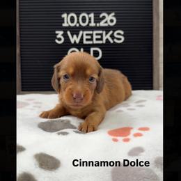 Cinnamon Dolce - Red female Dachshund puppy in Goodyear, Arizona from AZ Low Life Doxies