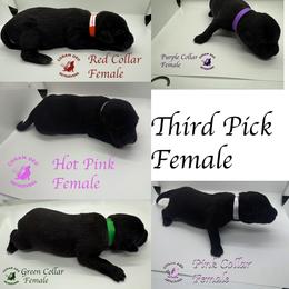 Third Pick Female - Black female Labrador Retriever puppy in Greater Houston Area, Texas from Coram Deo Retrievers