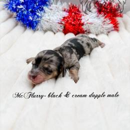 McFlurry - Dapple female Dachshund puppy in Prairieville, Louisiana from Southern Barron Danes & Dachshunds