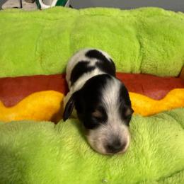 Charleston - Piebald male Dachshund puppy in Irving, Texas from DFW Dachshunds by G & S