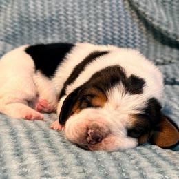 Earl - Black brown and white male Basset Hound puppy in Edmonton, Kentucky from RiverBottom Bassets