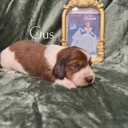 Gus Gus - Piebald male Dachshund puppy in Henry, Virginia from Dumbledore's AKC Mini Dachshunds