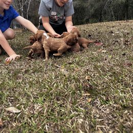 Cavalier King Charles Spaniel Puppies from Sweet Southern Cavaliers and Frenchies