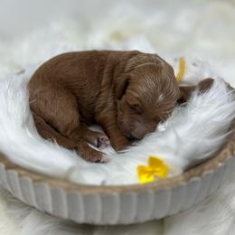 Yellow Male - Apricot male Goldendoodle puppy in Great Falls, Montana from Montana Goldendoodles