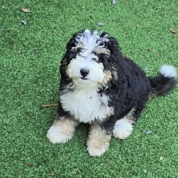 Girl 1 - female Bernedoodle puppy in Mechanicsville, Virginia from Loblolly Moon Farm