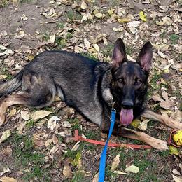 Katniss - German Shepherd