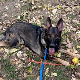 Katniss - German Shepherd