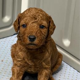 AKC Boy 3 solid - Red  male Poodle puppy in Southwest Ranches, Florida from Herringbone ‘s Poodles