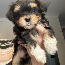 Boy 1 - Black and tan male Havanese puppy in Walpole, Massachusetts from Golden Glen Havanese