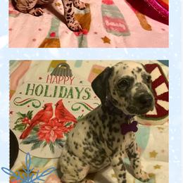 Jadis AKC LUA - White and black female Dalmatian puppy in Las Vegas, Nevada from 101 Dew Dream Valley Dalmatians