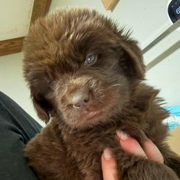 Cheerio - Brown male Newfoundland puppy in Saukville, Wisconsin from Crossroads Canines ~ Newfoundland Dogs