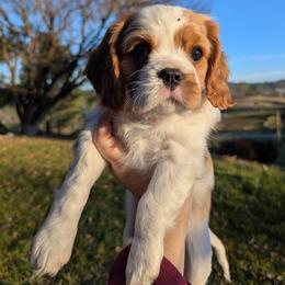 Mr Bingley AKC - Blenheim male Cavalier King Charles Spaniel puppy in Placerville, California from Quartz Mountain Doodles